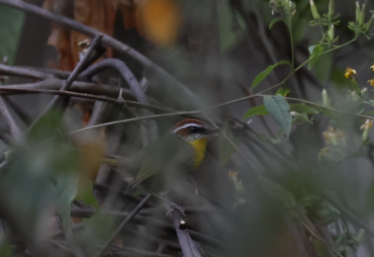 Un piccolo uccello con corona e mascherine rossicce, lunga striscia superciliare bianca, gola e petto gialli e dorso olivastro-grigio