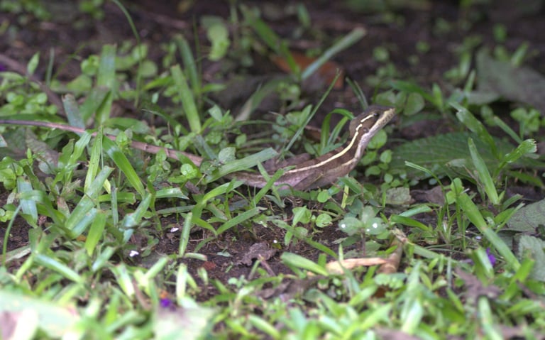 水辺の岩の上にいる、茶色からオリーブ色の体色で背に高いとさかを持つ成体のトカゲ。