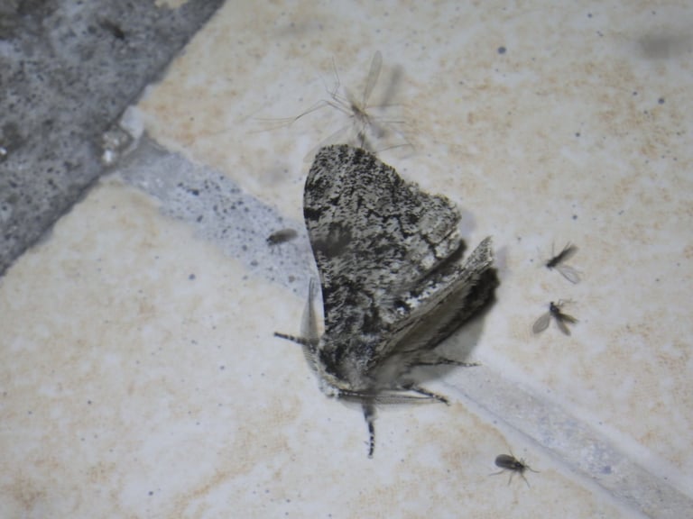 A stout-bodied white moth speckled with black spots resting on tree bark