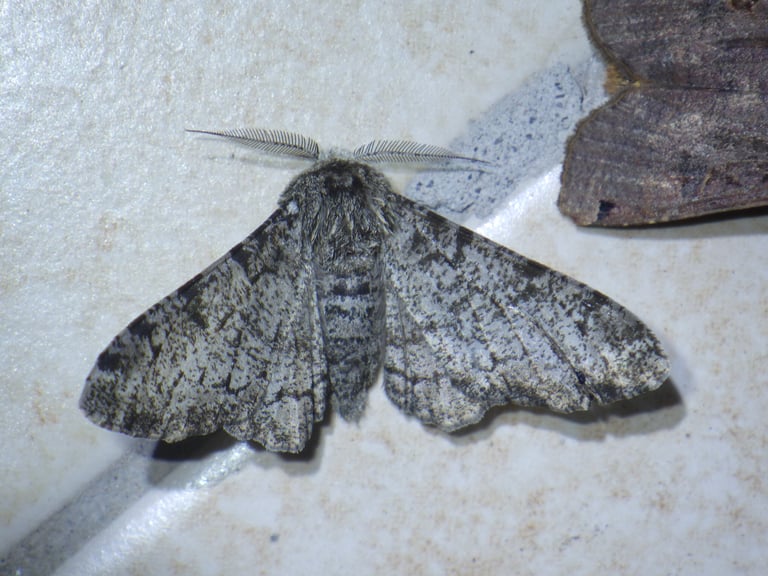 A stout-bodied white moth speckled with black spots resting on tree bark