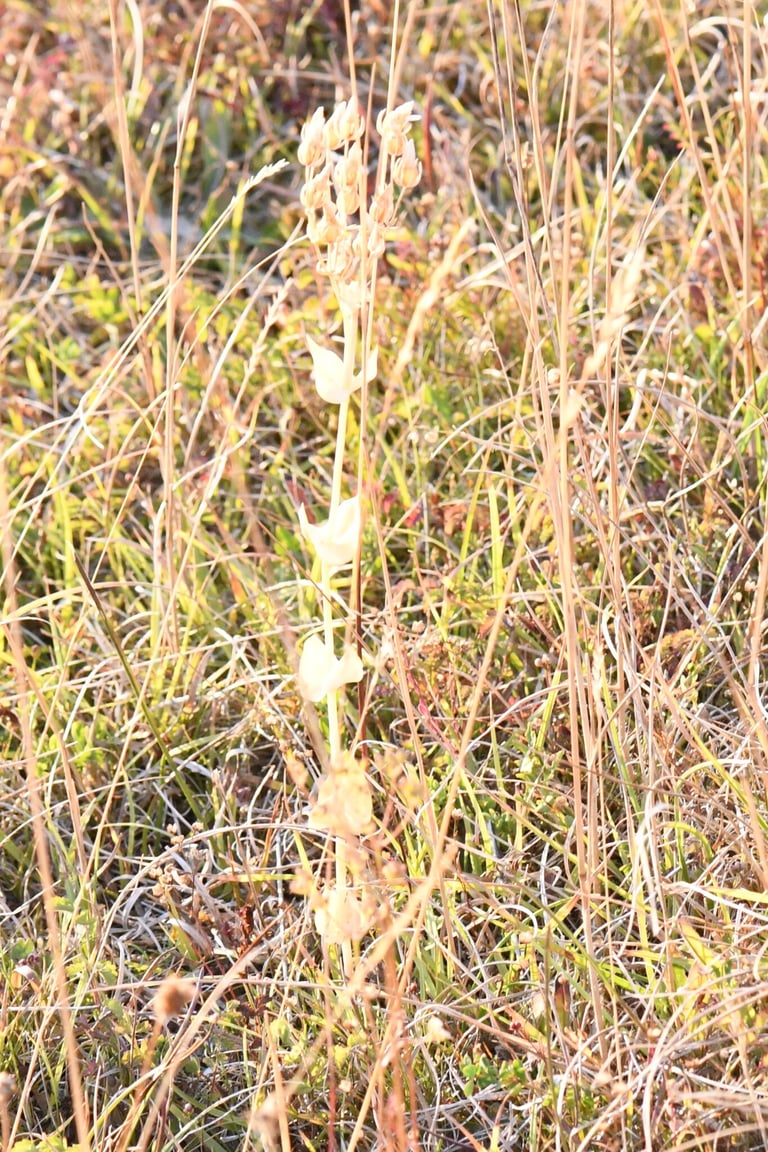 A yellow-flowered annual herb with stiff, branching stems and blue-green, cup-shaped upper leaves