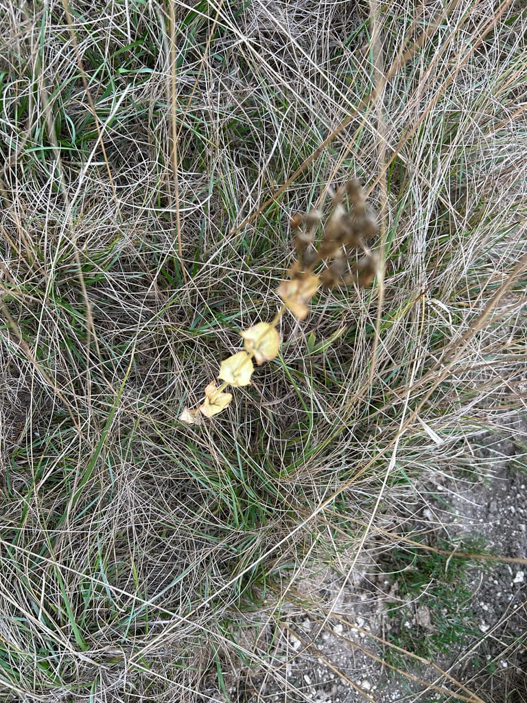 A yellow-flowered annual herb with stiff, branching stems and blue-green, cup-shaped upper leaves