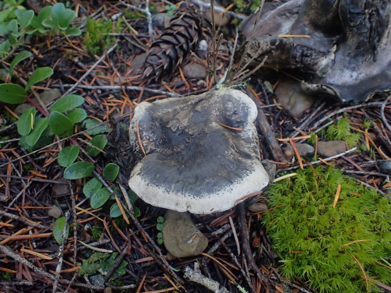A gray, fleshy, polypore-like mushroom with a convex irregular cap, white pores underneath, and a stout stem, growing from the ground in a pine forest.