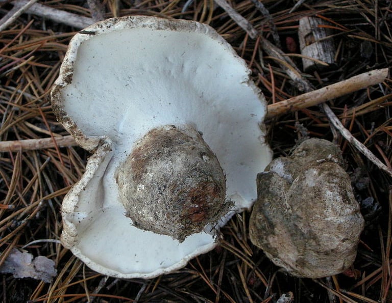 A gray, fleshy, polypore-like mushroom with a convex irregular cap, white pores underneath, and a stout stem, growing from the ground in a pine forest.