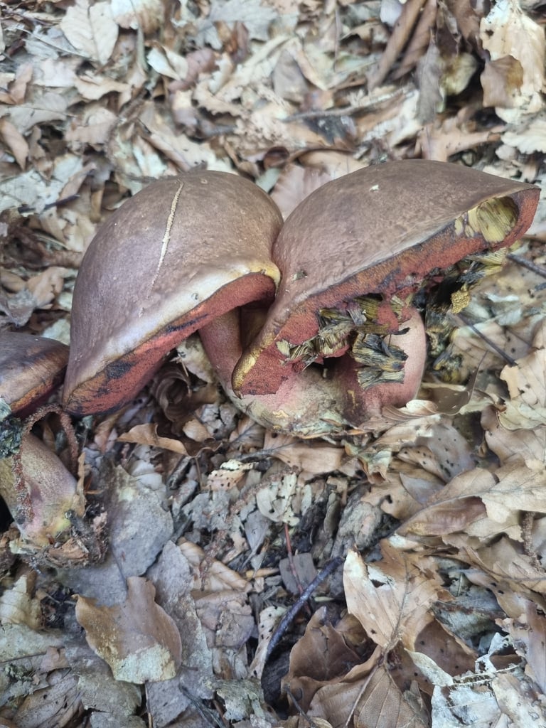 A large bolete mushroom with a bay-brown velvety cap, red-orange pores, and a yellow stem covered in dense red dots, its flesh staining dark blue where cut or bruised.