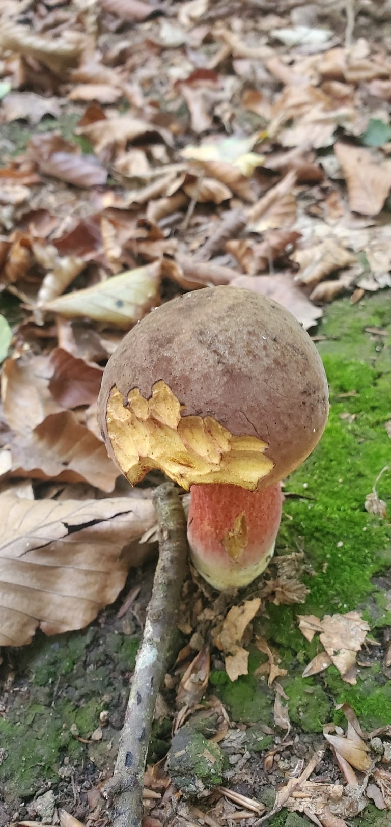 A large bolete mushroom with a bay-brown velvety cap, red-orange pores, and a yellow stem covered in dense red dots, its flesh staining dark blue where cut or bruised.
