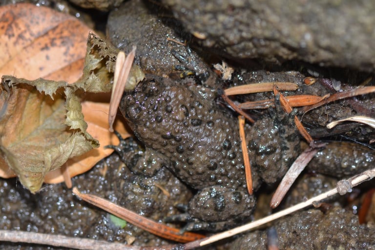 A medium-sized, warty-skinned frog with a gray-brown to olive-green back and a bright red belly boldly mottled with black patches.