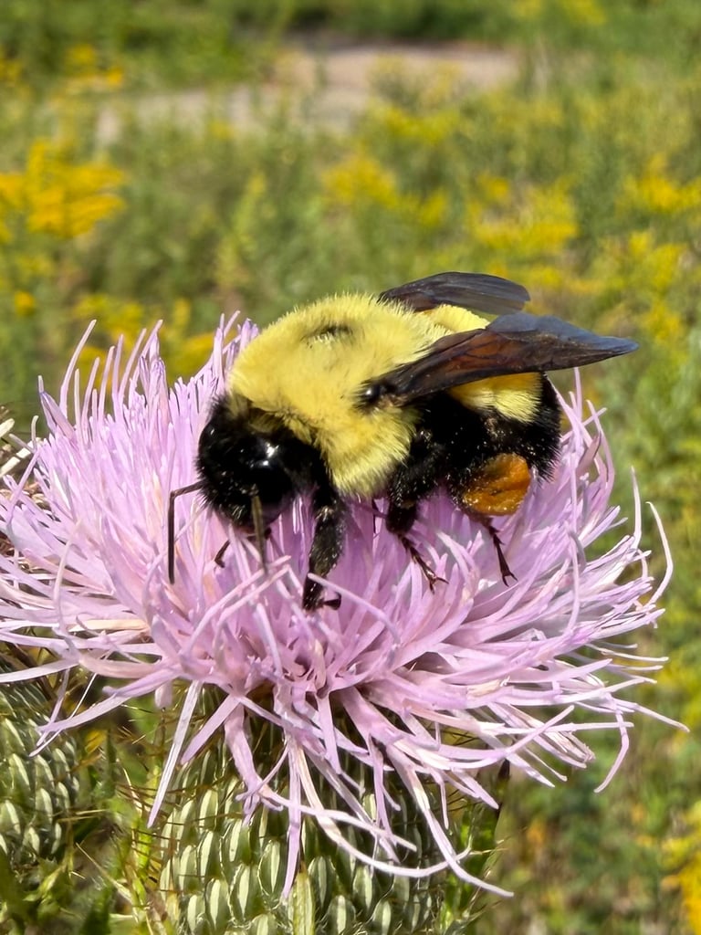 Seekor lebah bumblebee dewasa berbulu hitam dengan bercak kuning dan kemerahan di bagian tubuh