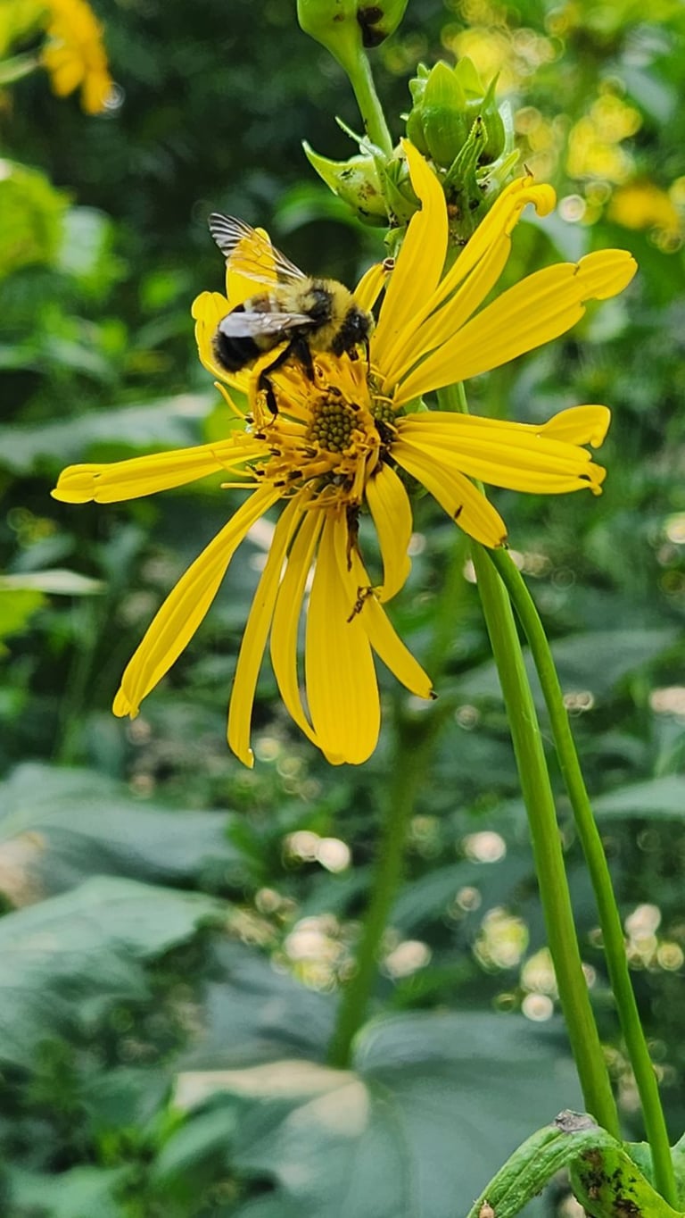 Seekor lebah bumblebee dewasa berbulu hitam dengan bercak kuning dan kemerahan di bagian tubuh