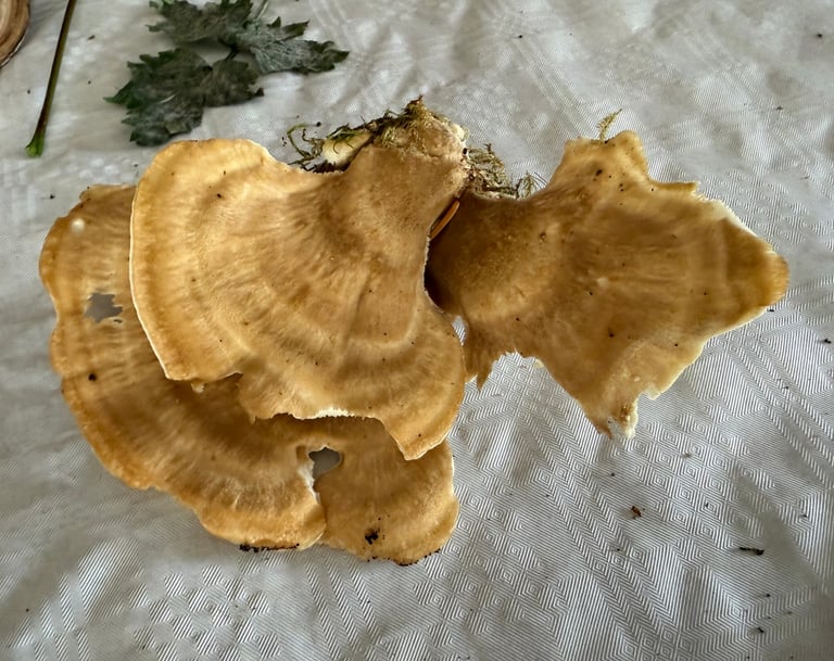 A large, fan-shaped cluster of overlapping brownish polypore caps growing from a shared woody base at the foot of a conifer tree.
