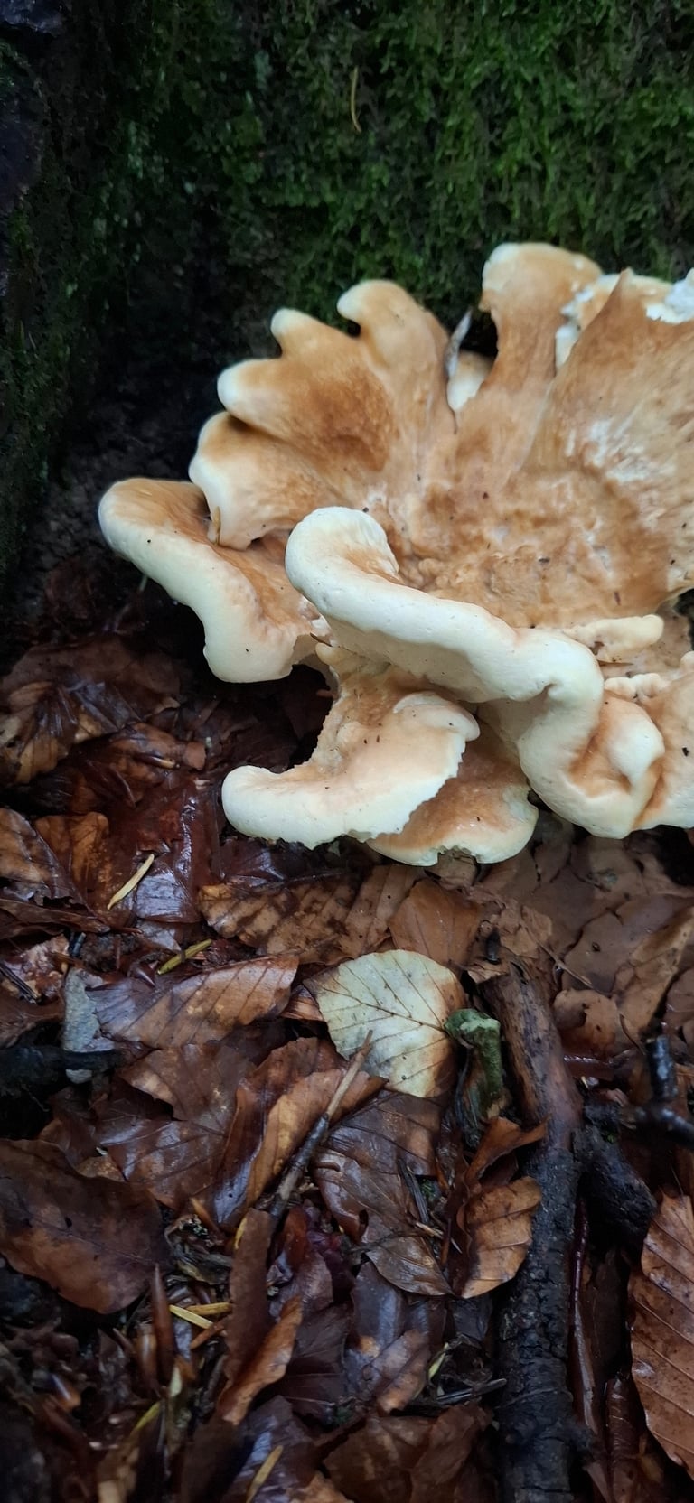A large, fan-shaped cluster of overlapping brownish polypore caps growing from a shared woody base at the foot of a conifer tree.