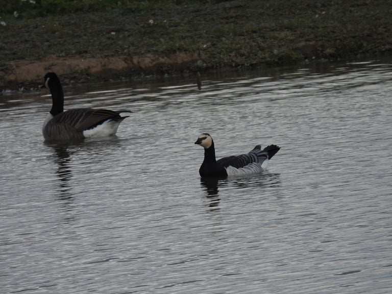 A medium-sized goose with a white face, black head, neck and upper breast, and silver-grey back with black-and-white bars