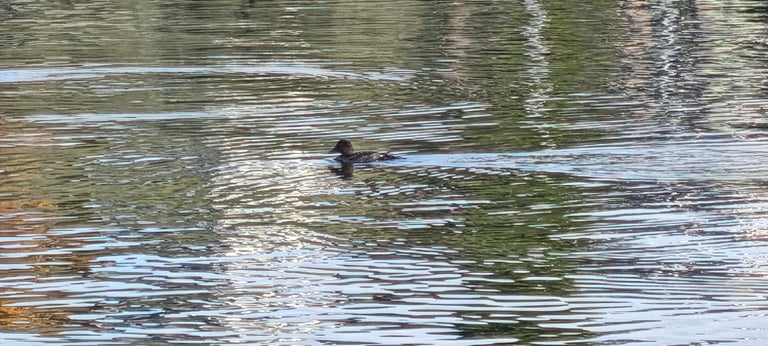 A duck with a dark, greenish-glossed head, a round white patch below the eye, golden-yellow eyes, a dark back, and a white neck and belly, floating on open water