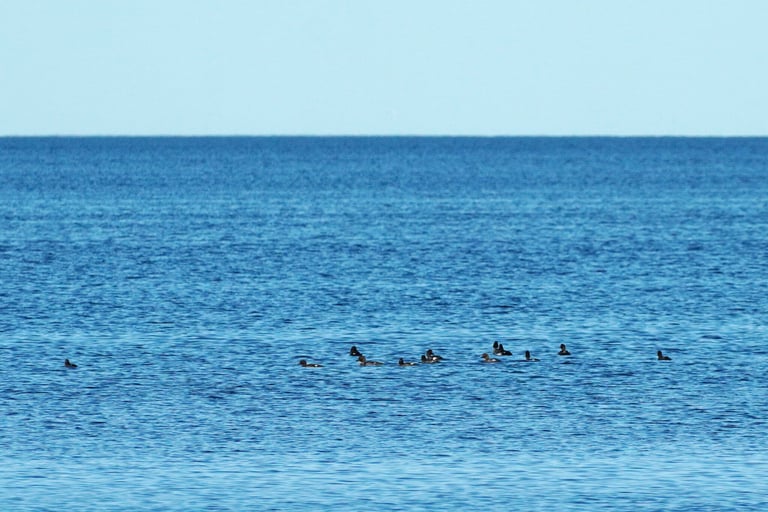 A duck with a dark, greenish-glossed head, a round white patch below the eye, golden-yellow eyes, a dark back, and a white neck and belly, floating on open water