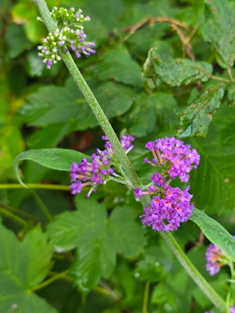 An arching shrub with lance-shaped grey-green leaves and long terminal spikes of small lilac-purple, honey-scented flowers.