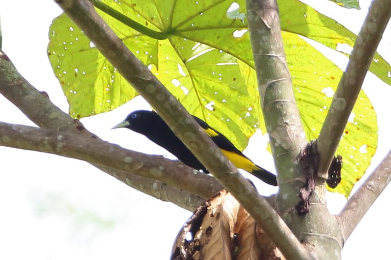 A slim black bird with a bright yellow rump, tail base, lower belly, and wing patches, blue eyes, and a pale pointed yellow bill, perched near a hanging woven nest