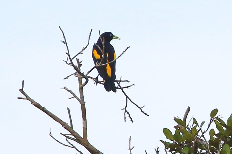 A slim black bird with a bright yellow rump, tail base, lower belly, and wing patches, blue eyes, and a pale pointed yellow bill, perched near a hanging woven nest