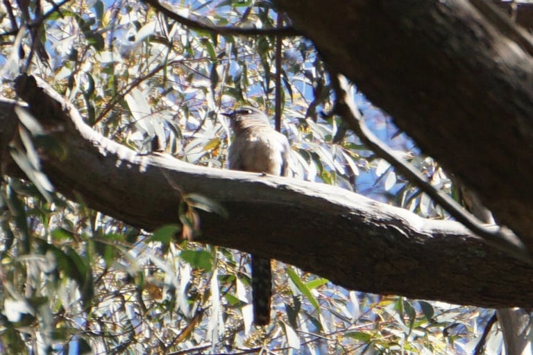 A slate-grey cuckoo with rufous underparts, a yellow eye ring, and a black-and-white barred tail, perched in an exposed position