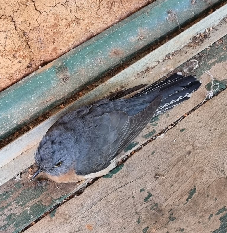 A slate-grey cuckoo with rufous underparts, a yellow eye ring, and a black-and-white barred tail, perched in an exposed position