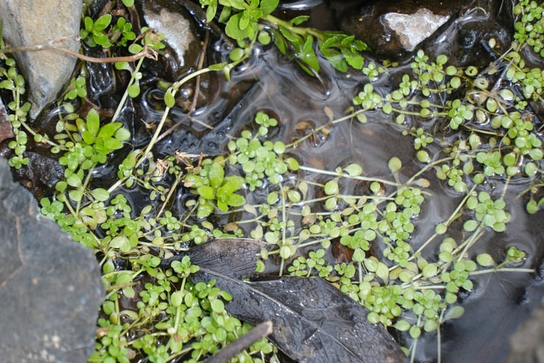 A submerged aquatic plant with long, slender stems and paired leaves, some floating at the surface