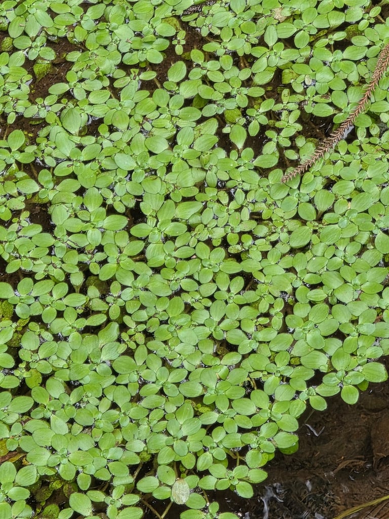 A submerged aquatic plant with long, slender stems and paired leaves, some floating at the surface