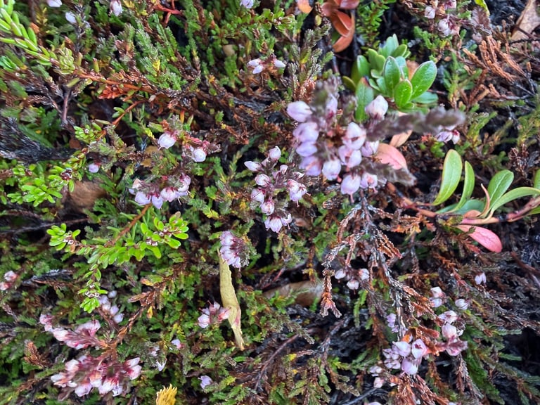 Arbusto bajo de brezo común con tallos leñosos cubiertos de pequeñas flores moradas en racimos, creciendo sobre un páramo abierto.