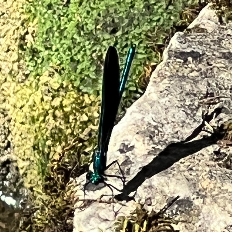 A damselfly with a slender metallic blue-green body and broad, dark-tinted wings perched on streamside vegetation