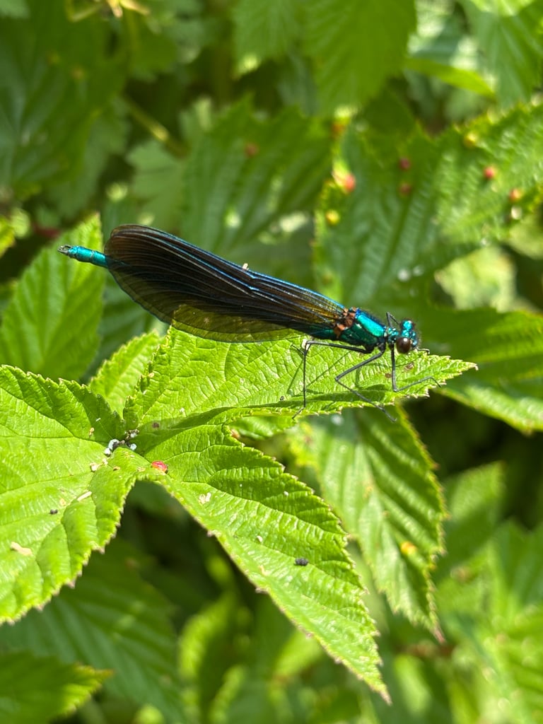 A damselfly with a slender metallic blue-green body and broad, dark-tinted wings perched on streamside vegetation