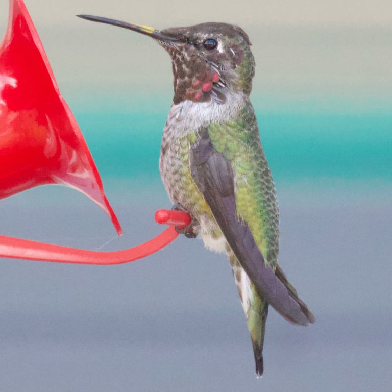 A small hummingbird with an iridescent bronze-green back and a pale grey belly; the male shows an iridescent crimson-pink crown and throat that can appear dull brown without direct light.