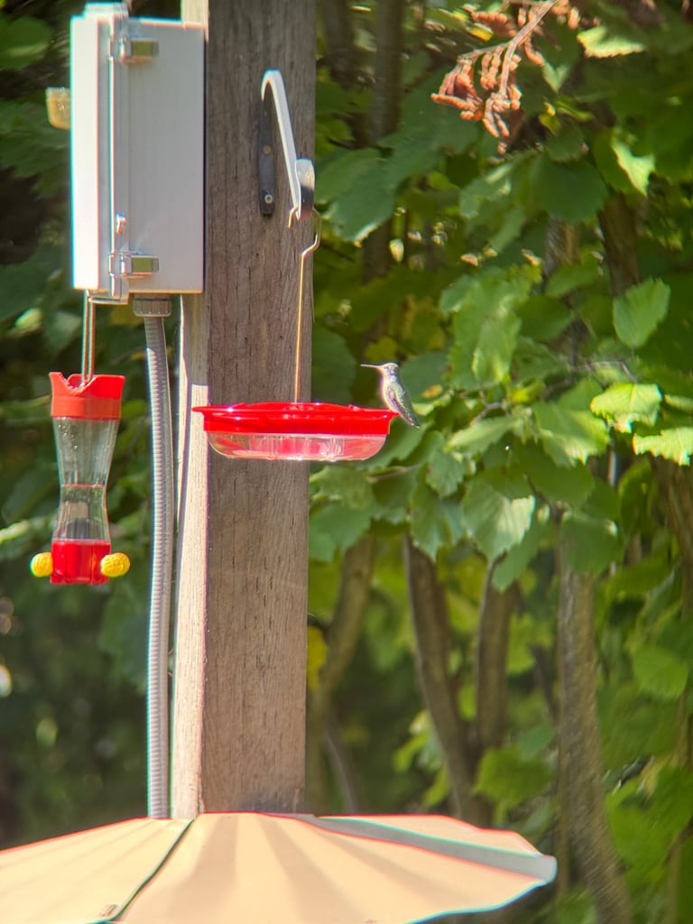 A small hummingbird with an iridescent bronze-green back and a pale grey belly; the male shows an iridescent crimson-pink crown and throat that can appear dull brown without direct light.