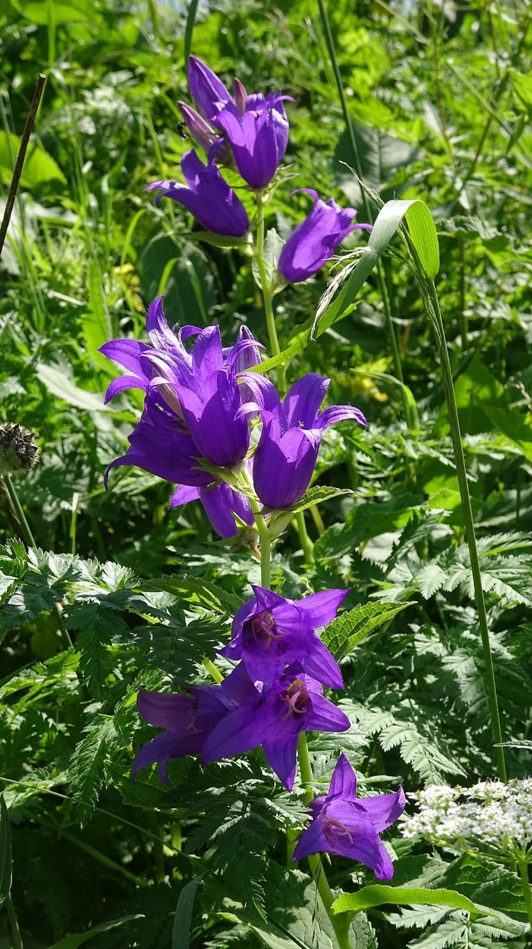 A flowering giant bellflower with tall, unbranched stems bearing nodding, bell-shaped dark violet-blue flowers