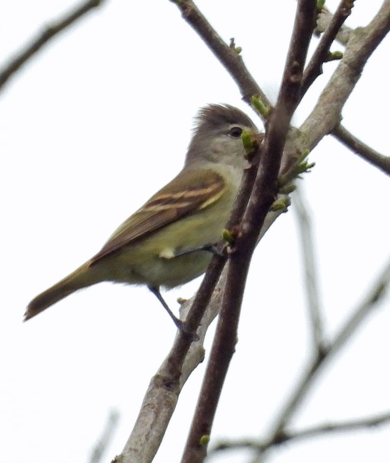 A small grayish-olive flycatcher with a bushy gray crest, white eyering, pale yellow underparts, and two cinnamon wing bars, perched upright on a twig