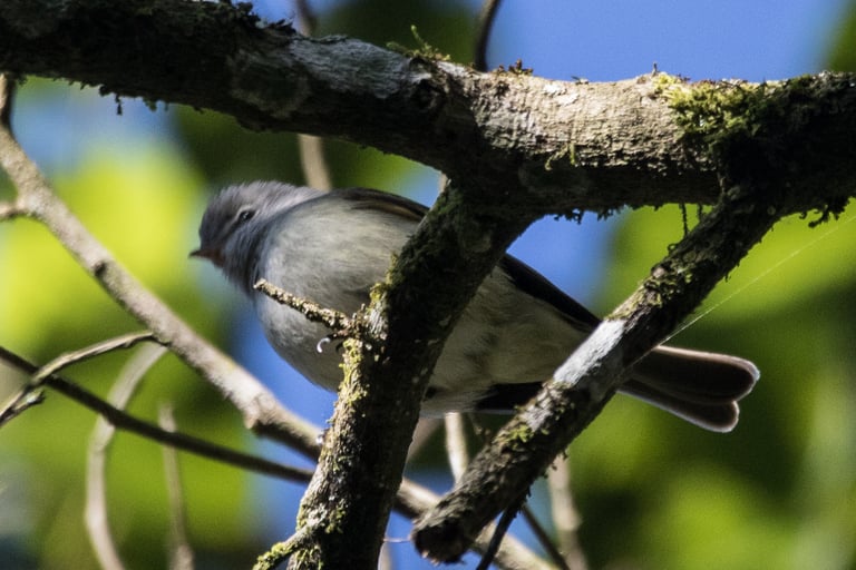 A small grayish-olive flycatcher with a bushy gray crest, white eyering, pale yellow underparts, and two cinnamon wing bars, perched upright on a twig