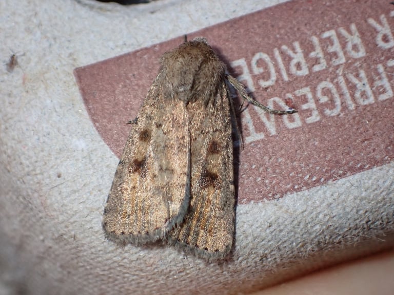A dull dark fuscous moth with mottled grayish-brown forewings and pale whitish hindwings, resting with wings folded flat