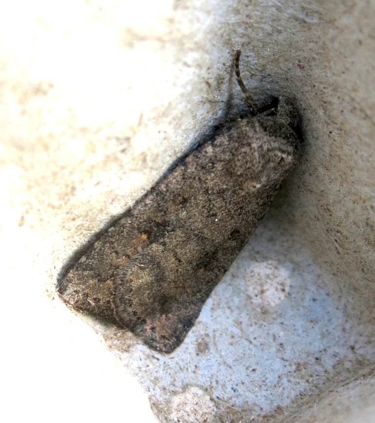 A dull dark fuscous moth with mottled grayish-brown forewings and pale whitish hindwings, resting with wings folded flat