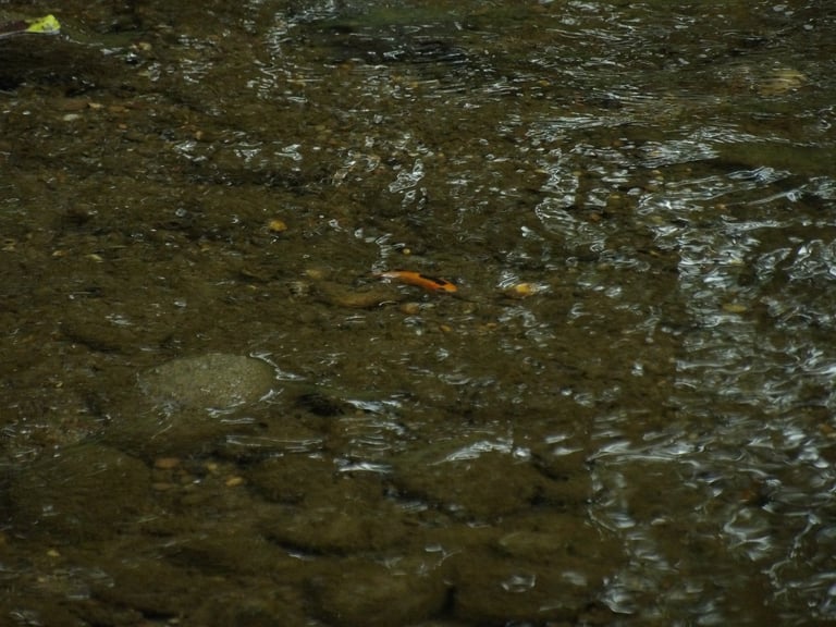 An adult goldfish with a stout, rounded body, metallic golden-orange scales, a single dorsal fin, paired pectoral and pelvic fins, and a forked tail, swimming in still freshwater.