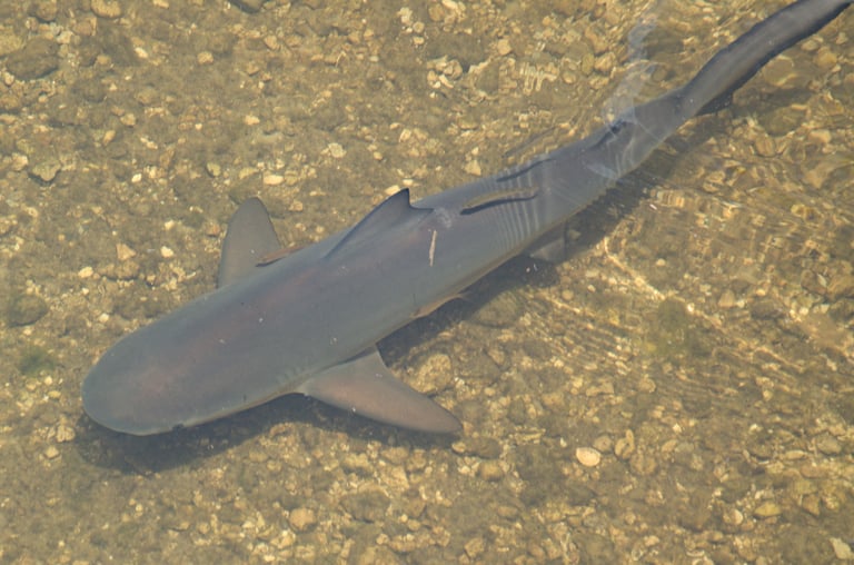 A stout, grey-backed shark with a white underside, a blunt rounded snout, small eyes, and a first dorsal fin larger than the second, swimming just above a shallow, murky riverbed.