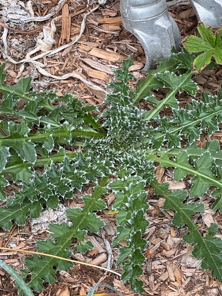 A musk thistle plant with spiny, deeply lobed dark green leaves and a drooping purple flower head at the tip of a branched stem