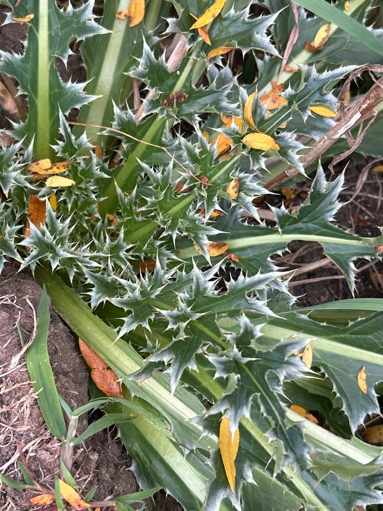 A musk thistle plant with spiny, deeply lobed dark green leaves and a drooping purple flower head at the tip of a branched stem