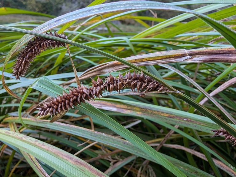 A bladder sedge clump with long, ridged leaves and cylindrical flower clusters of inflated, glossy fruits