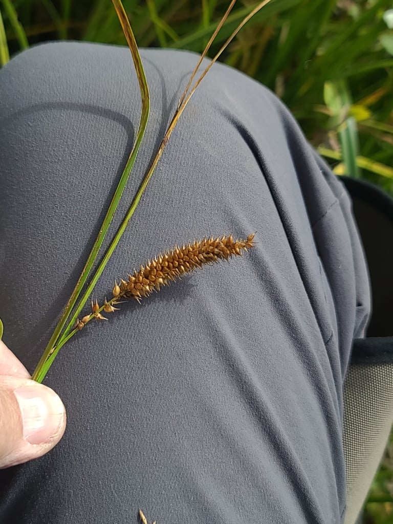 A bladder sedge clump with long, ridged leaves and cylindrical flower clusters of inflated, glossy fruits