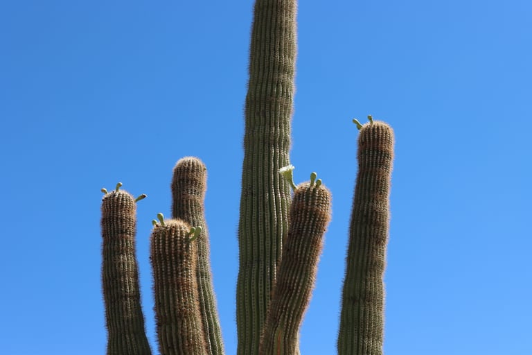 Ein hoher, säulenförmiger Saguaro-Kaktus mit mehreren nach oben gebogenen Armen in der Wüstenlandschaft Arizonas, mit sichtbaren Dornen und einer grünlichen, gerippten Oberfläche.