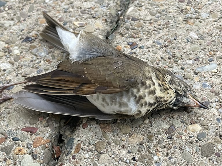 A gray-brown thrush with a grayish face, faint pale eyering, and dusky-spotted flanks, perched upright on a low branch