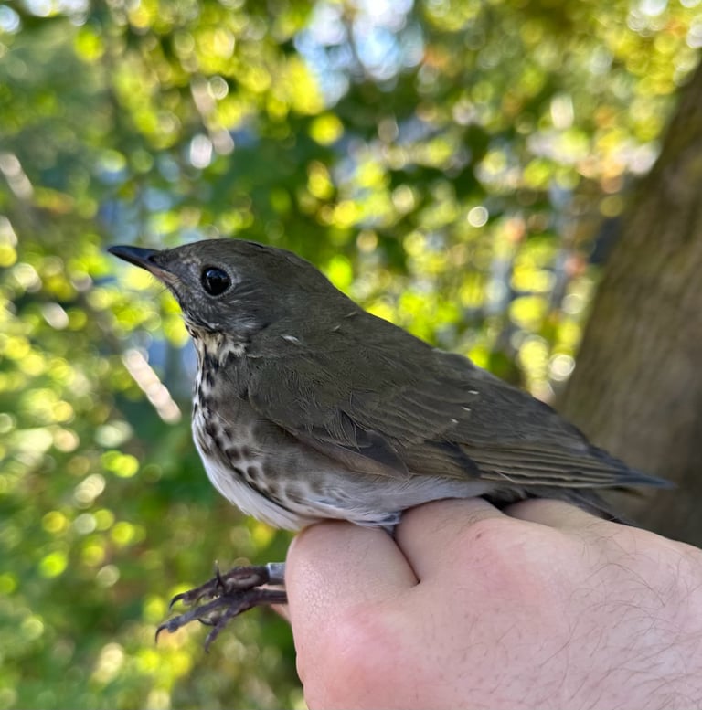 A gray-brown thrush with a grayish face, faint pale eyering, and dusky-spotted flanks, perched upright on a low branch