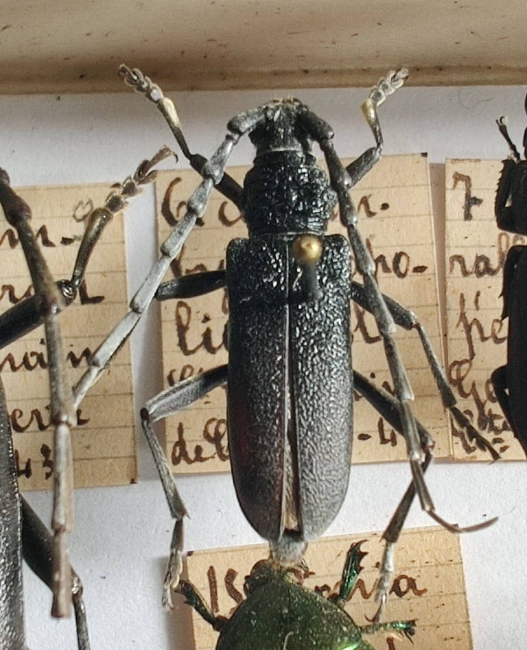 Un coléoptère capricorne adulte, insecte de la famille des Cerambycidae