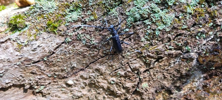 Un coléoptère capricorne adulte, insecte de la famille des Cerambycidae