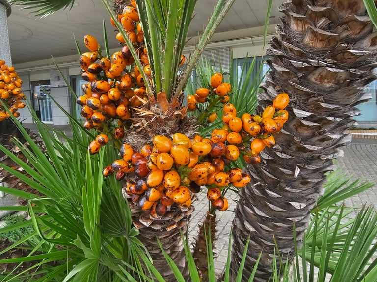 A clumping, shrub-like palm with several slender trunks rising from one base, each topped by a rounded fan of stiff, gray-green palmate leaves whose stalks bear rows of sharp needle-like spines.