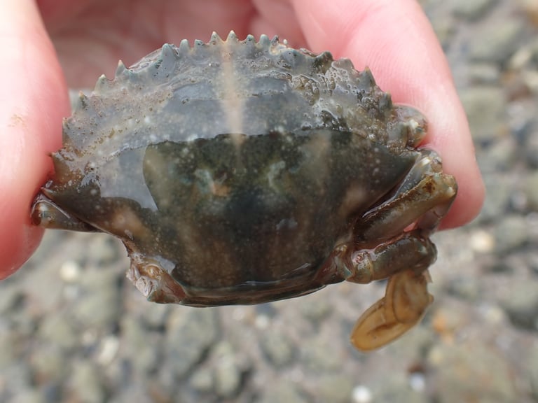 A pale green to olive-green crab with a hexagonal, concave carapace and paddle-shaped hind legs, resting on a light surface.