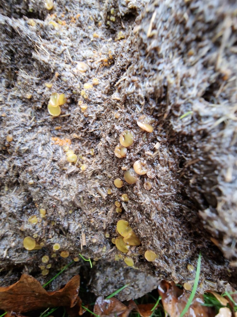 A small orange-colored cup fungus growing close to the ground
