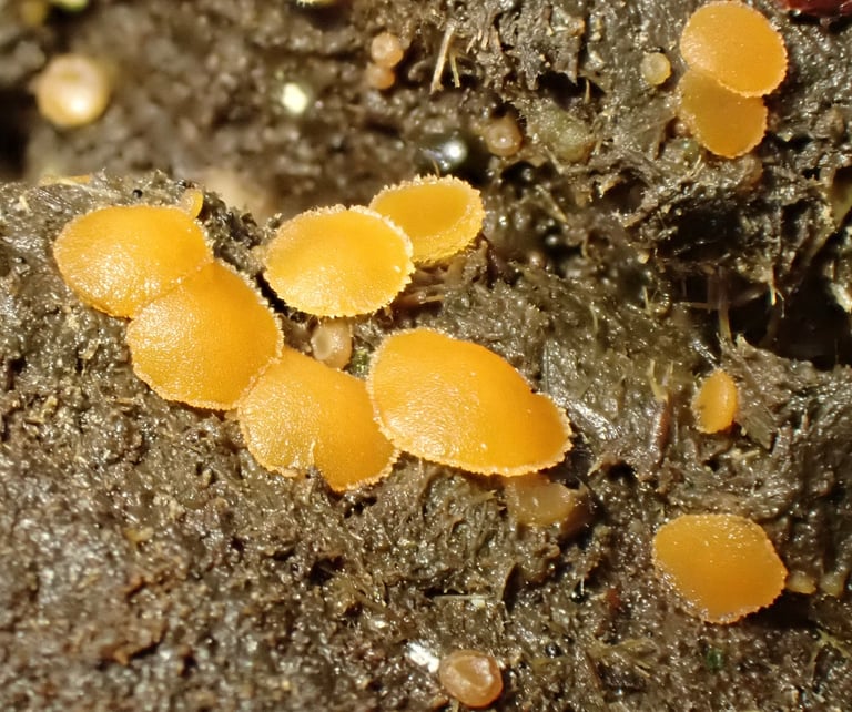 A small orange-colored cup fungus growing close to the ground